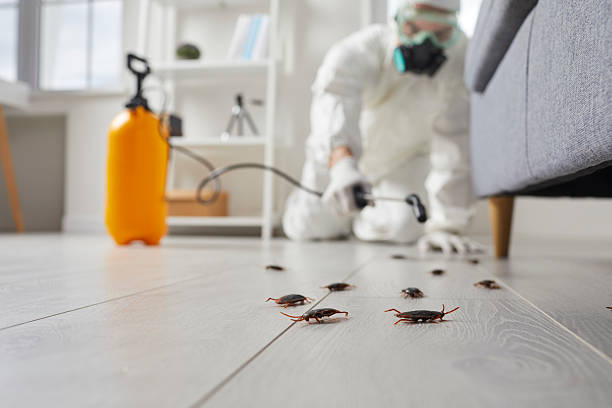 Post-Treatment Bed Bug Interceptor Monitoring in Cole Camp
